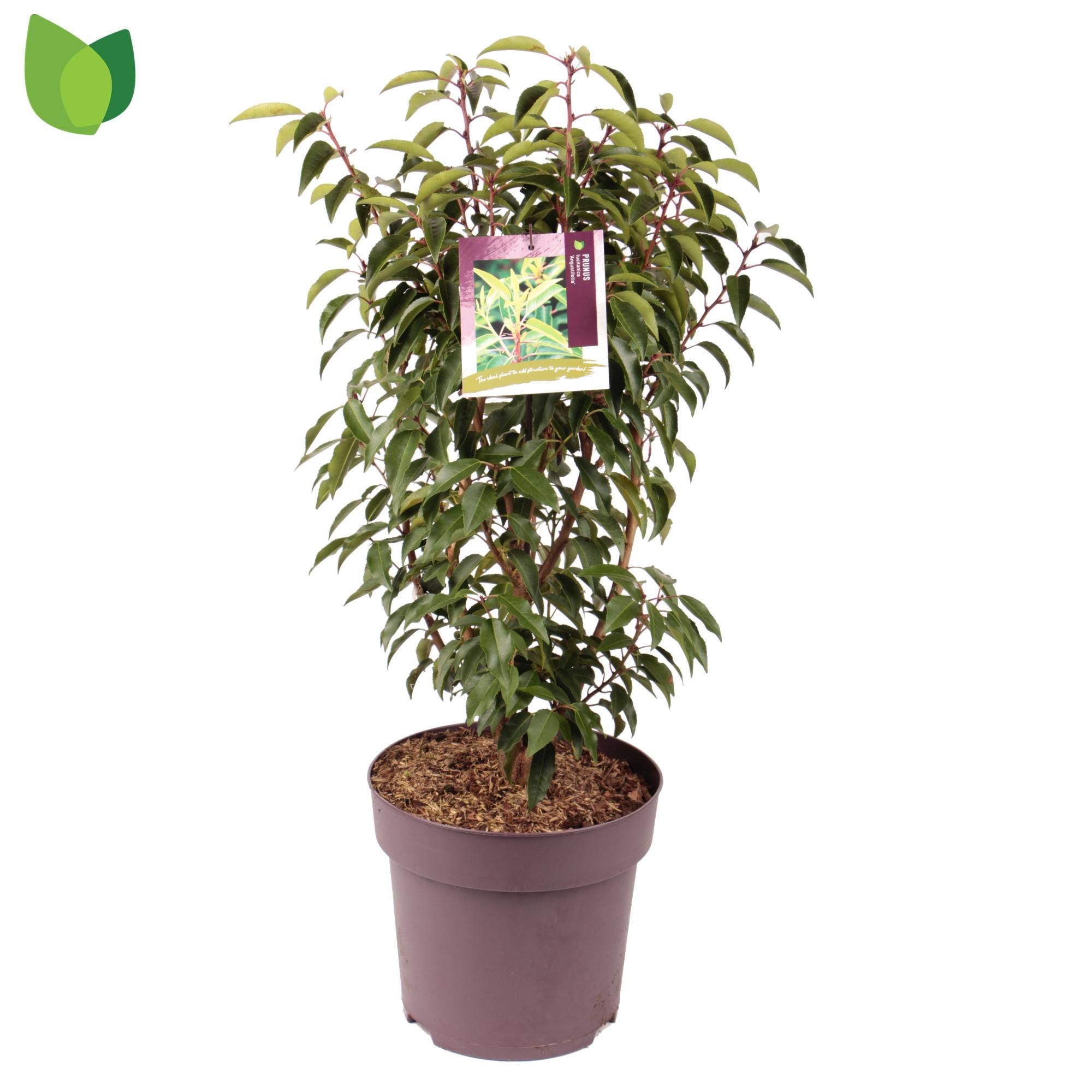 Prunus lusitanica 'Angustifolia' C10/P29, D 29