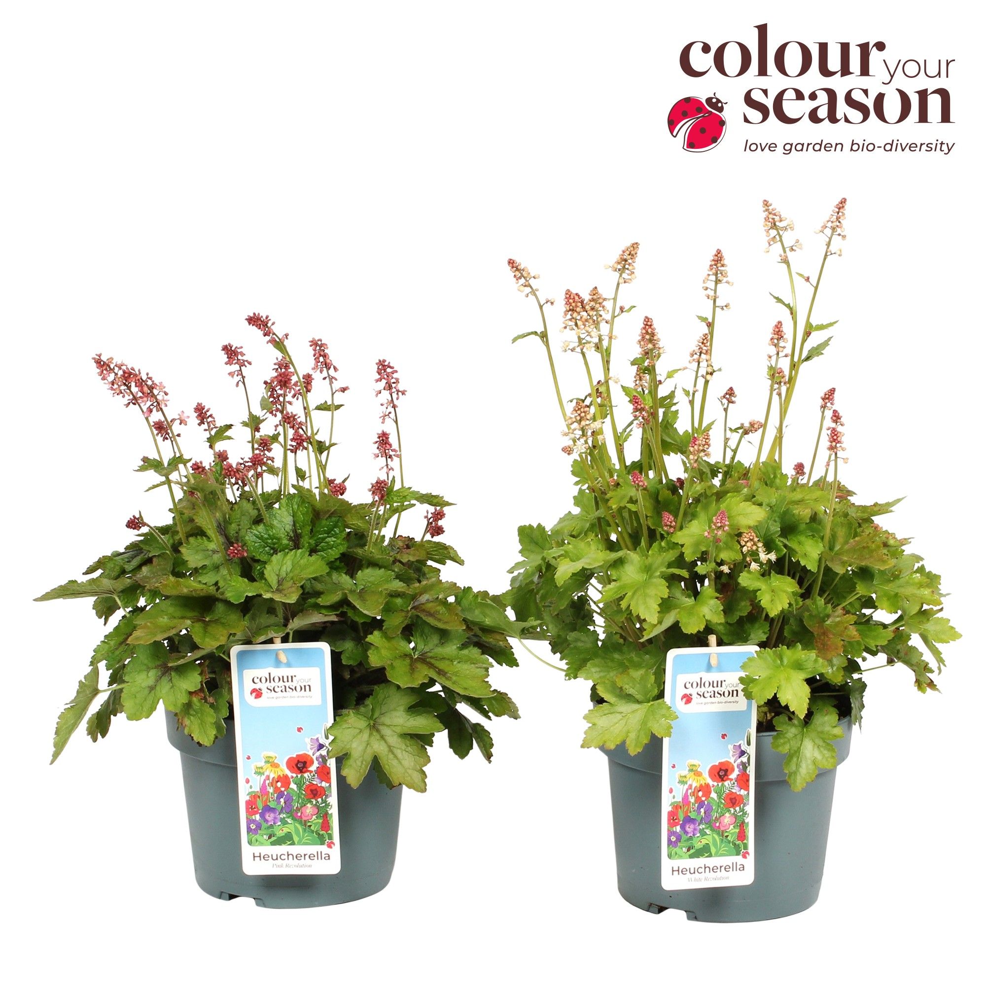 Heucherella Revolution Mix P19, D 19