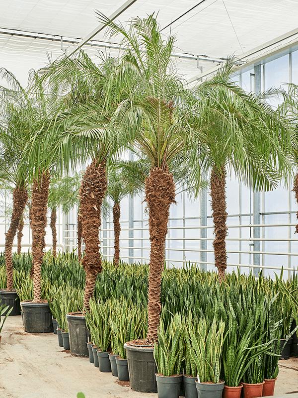 Phoenix roebelenii (400-460), D 70