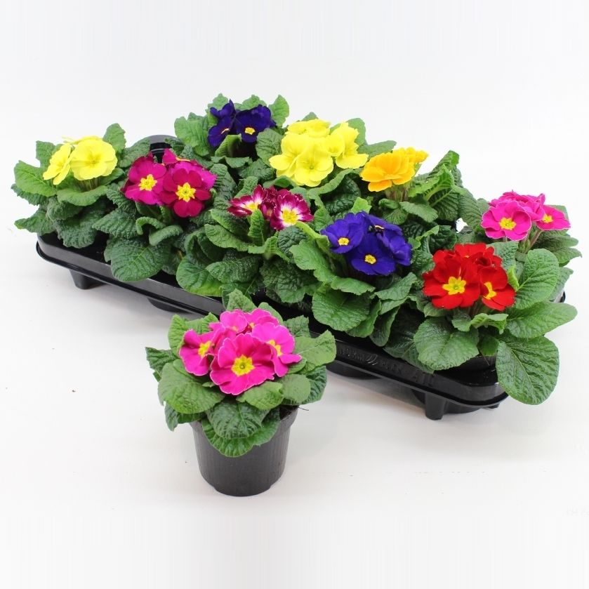 Primula P10.5 VDH Plant, D 10,5