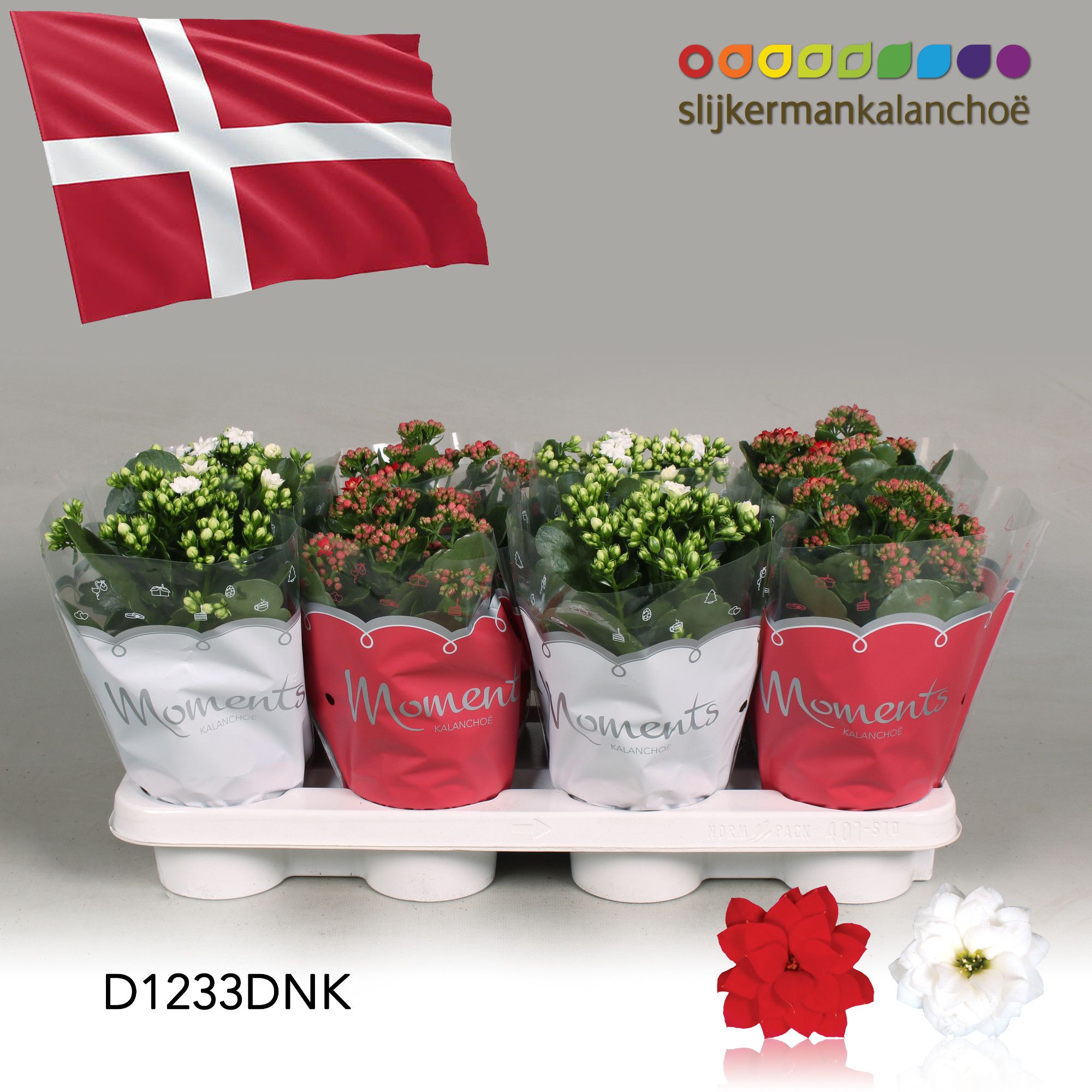Kalanchoe Moments - Denmark flag, D 12