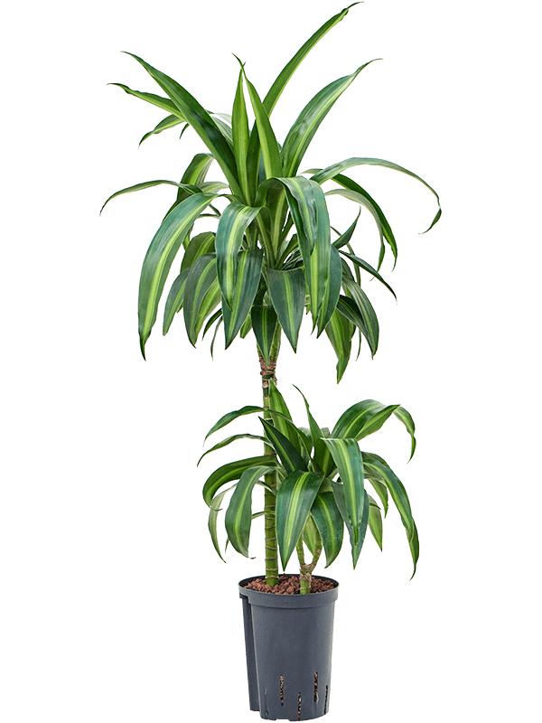Dracaena fragrans 'Hawaiian Sunshine', D 15 cm