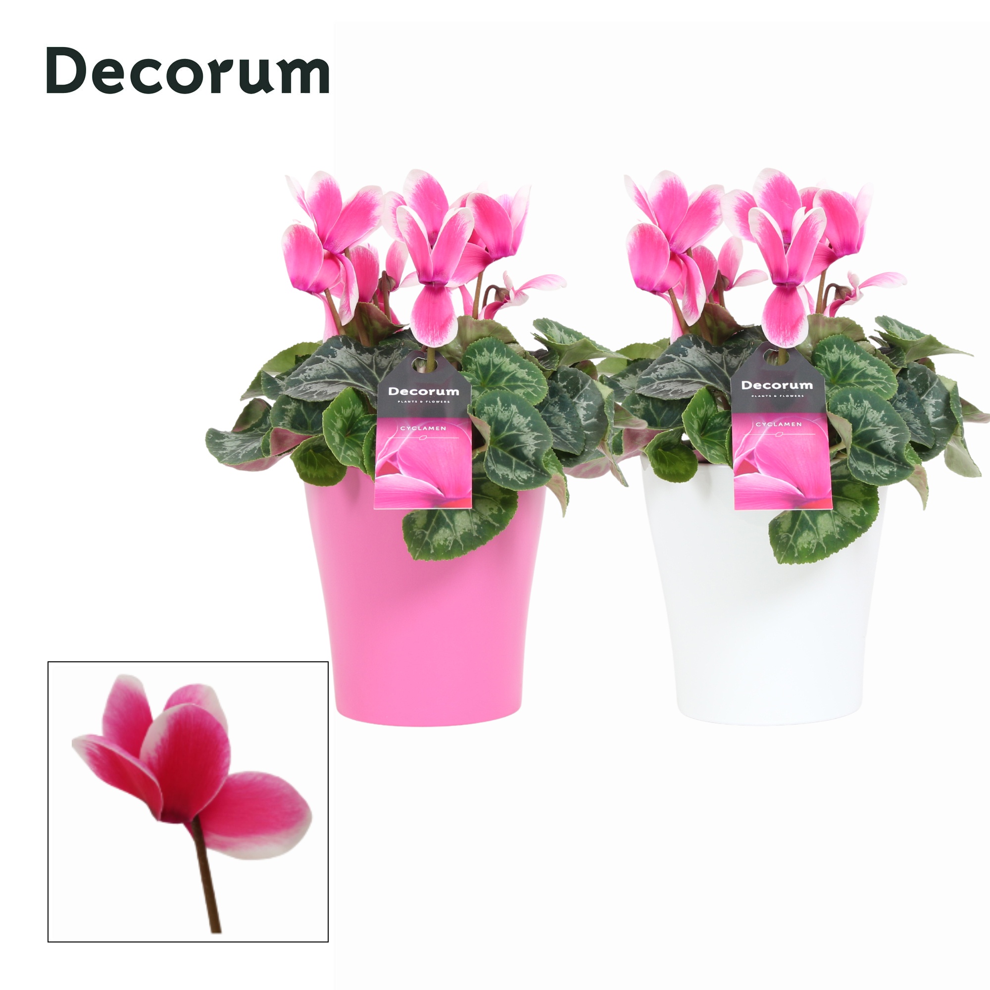 Cyclaam Lovely Moments in Ompot Amy (Decorum), D 12