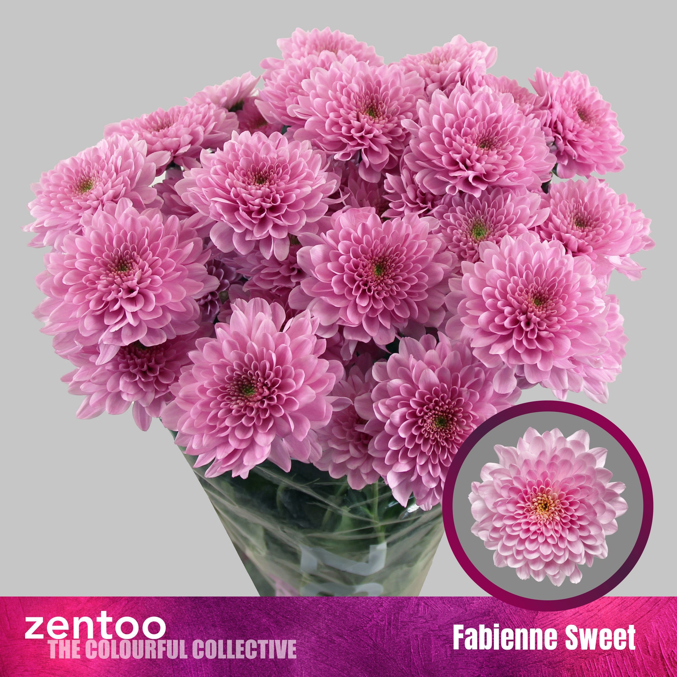 Хризантема куст. Фабьен Свит 70, шт.