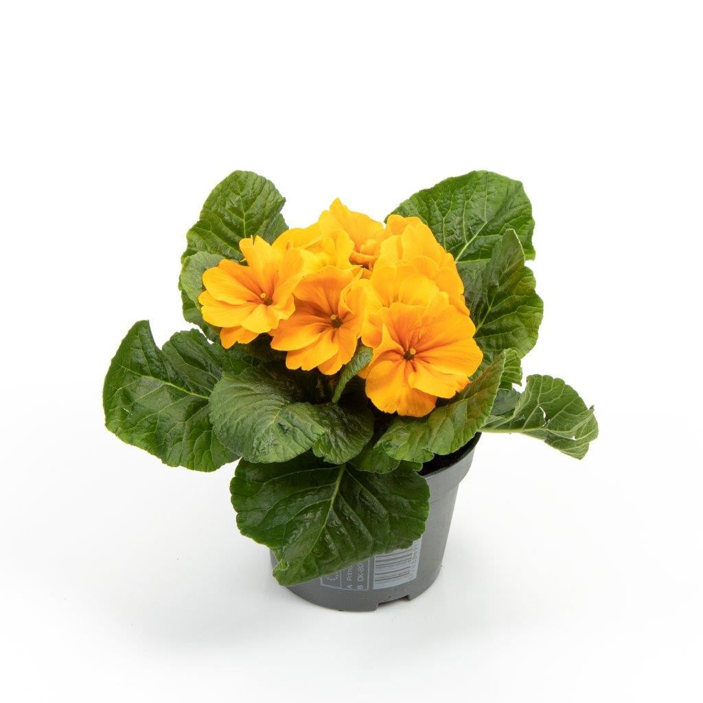 PRIMULA VULGARIS-HYBRID, D 11