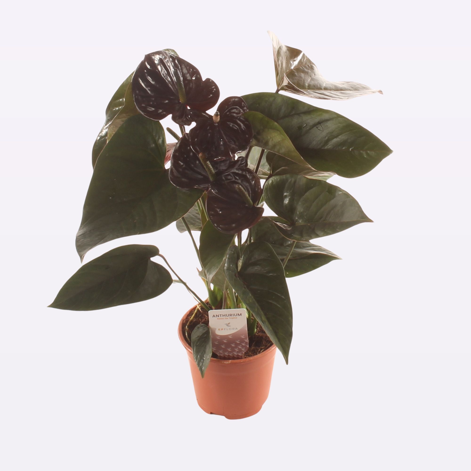 Anth. Paris Black P14., D 14