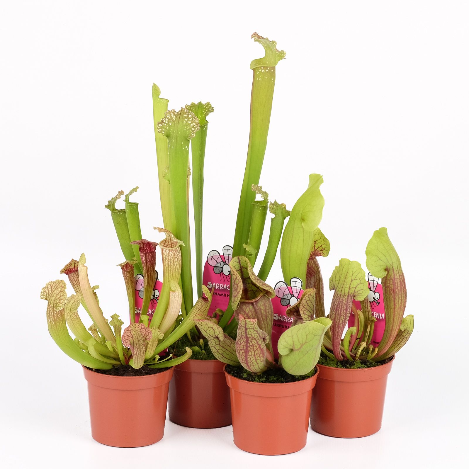 Sarracenia mix, D 8,5