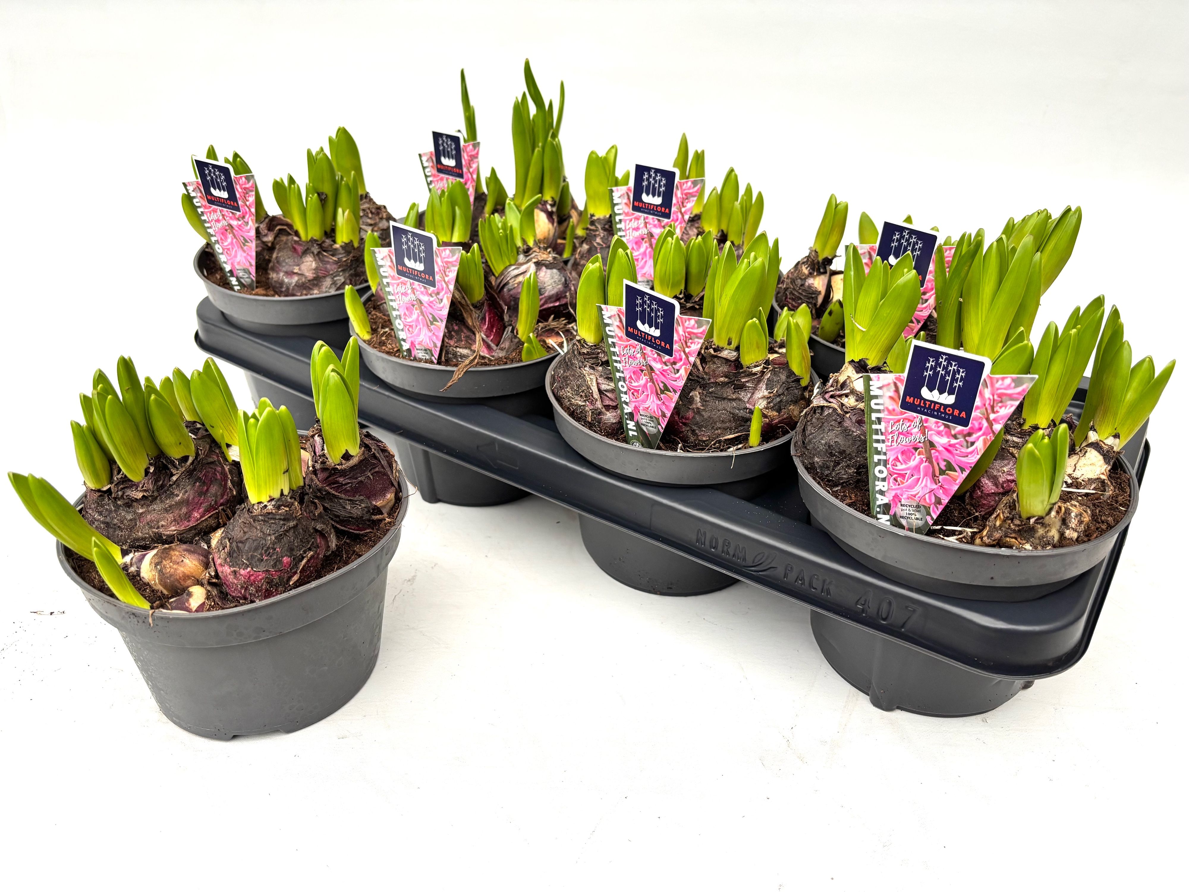 14 cm ROZE Hyacint Multiflora, D 14 cm