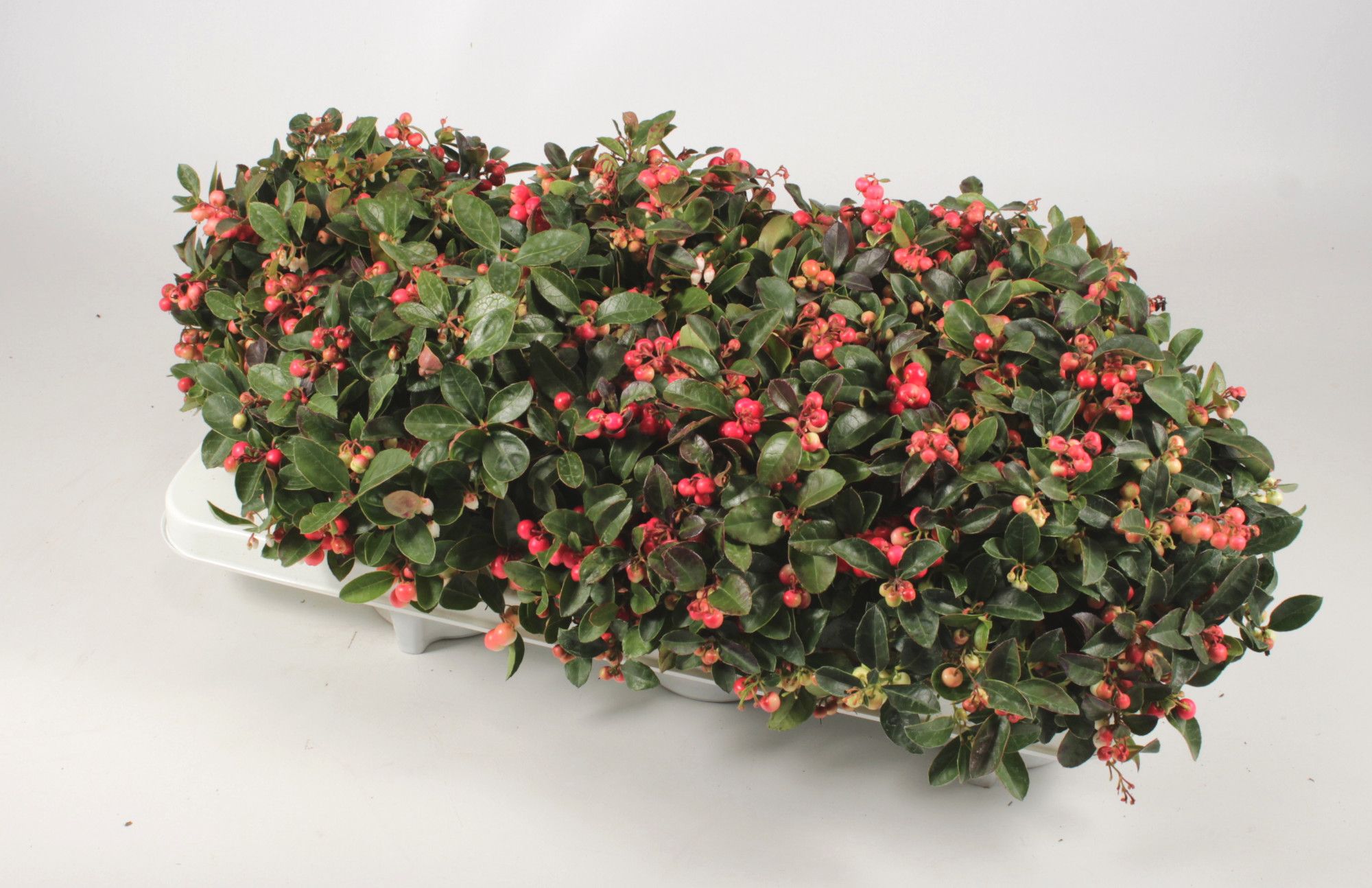 Gaultheria procumbens "Winter Pearls" T13, D 13 cm