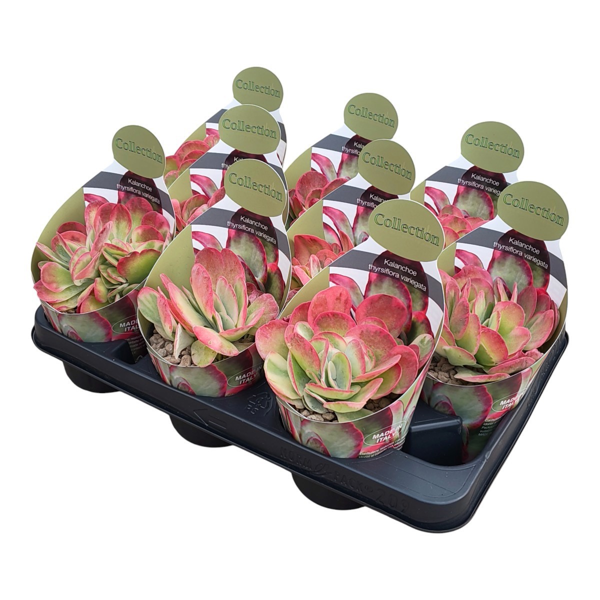 KALANCHOE THYRSIFLORA VARIEGATA - POT Ø 10,5COLLECTION WITH POTCOVER (SUCCULENTEN), D 10,5