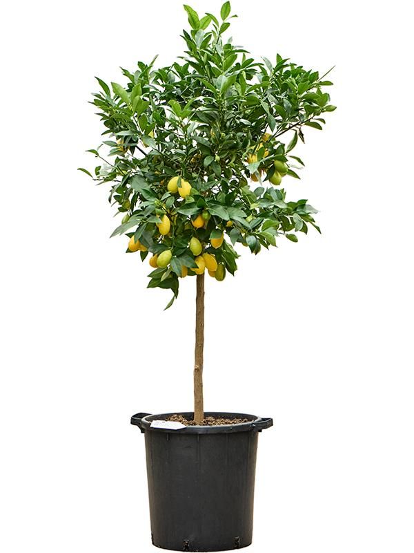 Citrus aurantifolia 'Limequat', D 38