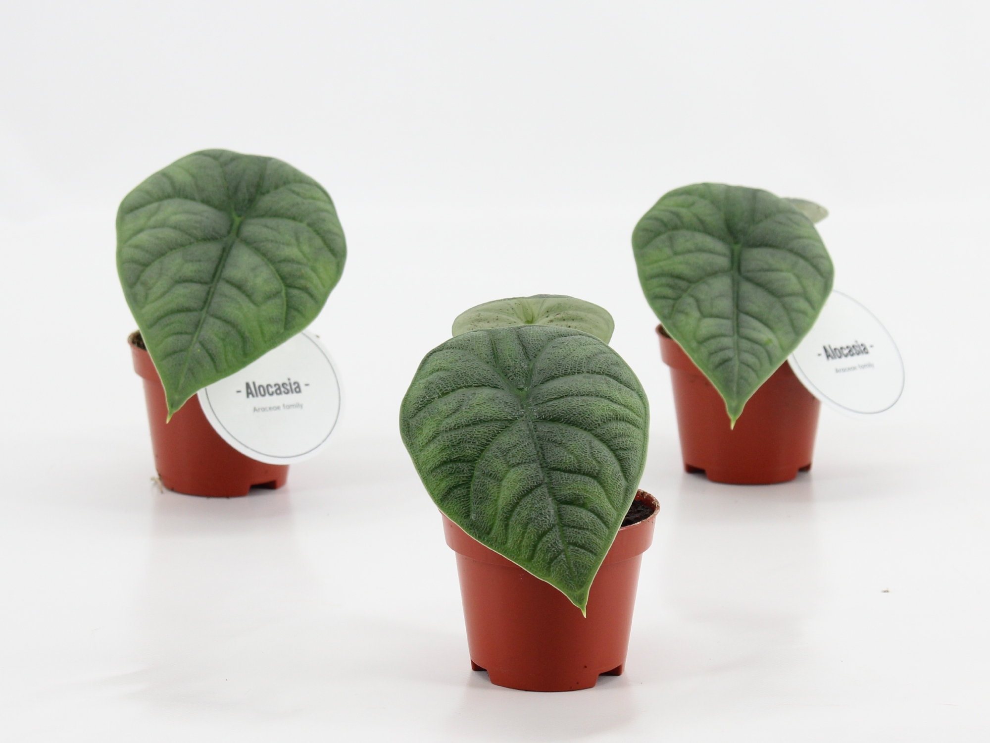 Alocasia Maharani, D 6 cm