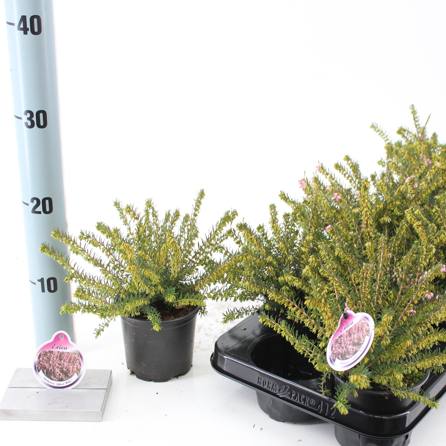 Erica darl. 'Ghost Hills', D 10,5