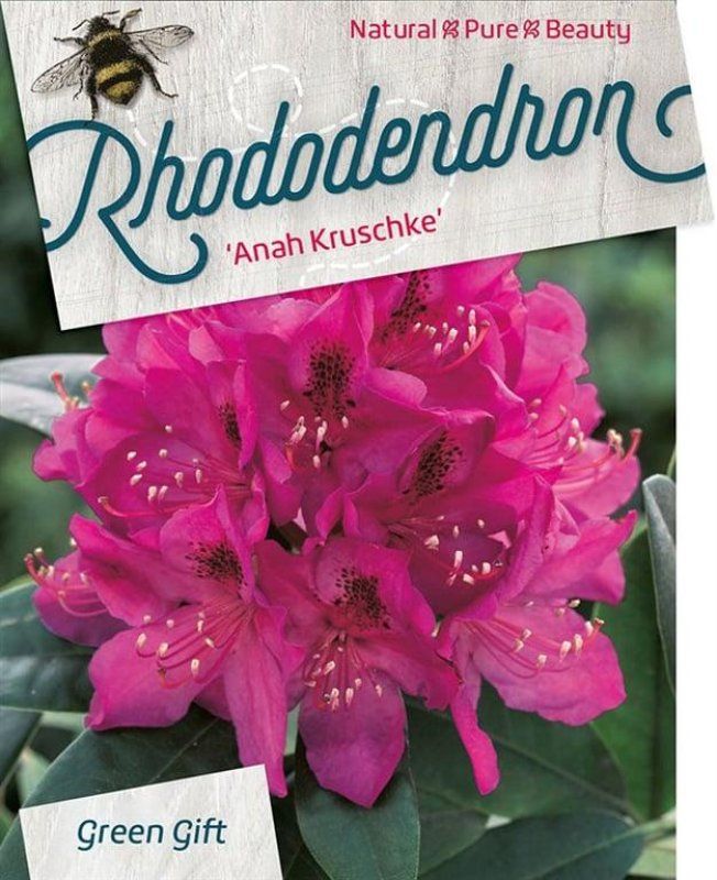 Rhododendron 'Anah Kruschke', D 38