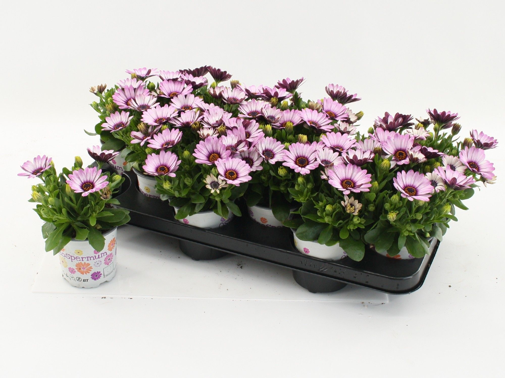 Osteospermum Atilla, D 10,5