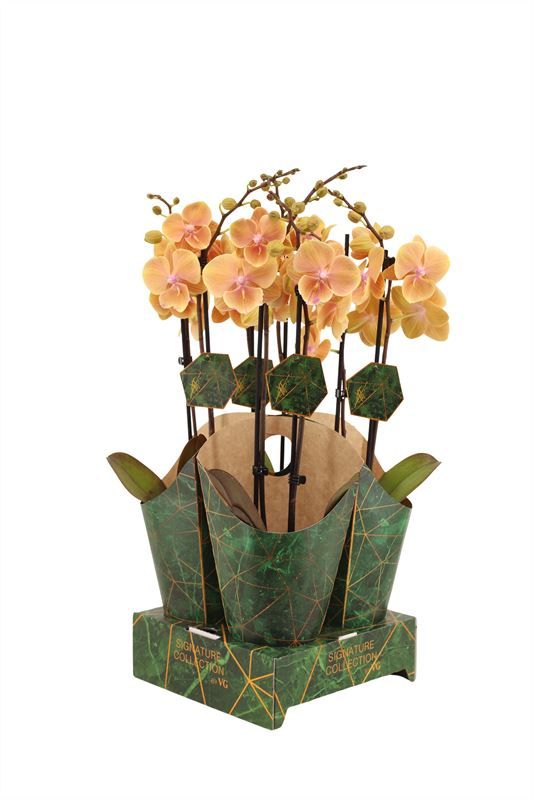 Potcover p12 golden nature Phal signature Pocahontas 2T16+, D 12