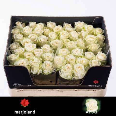Роза од. Доломити 70, шт.