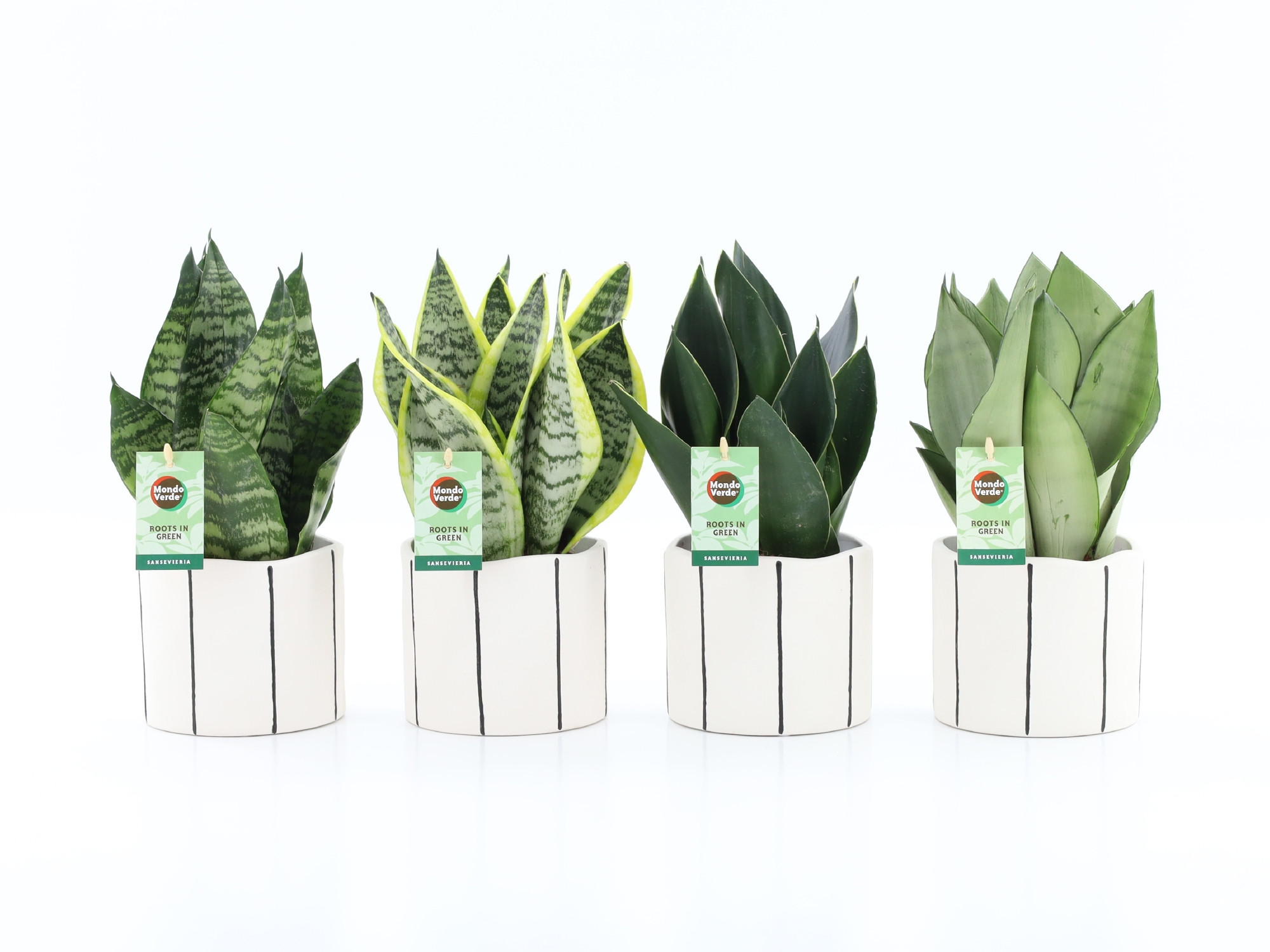 Sansevieria Mix in Banksy keramiek, D 13 cm Sansevieria Mix in Banksy keramiek, D 13 cm