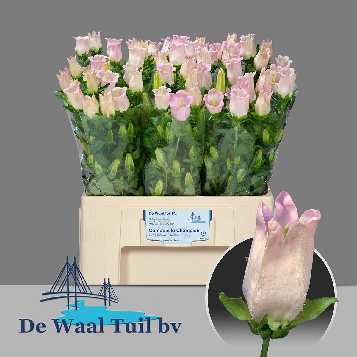 Кампанула Перл Пинк 60, шт.