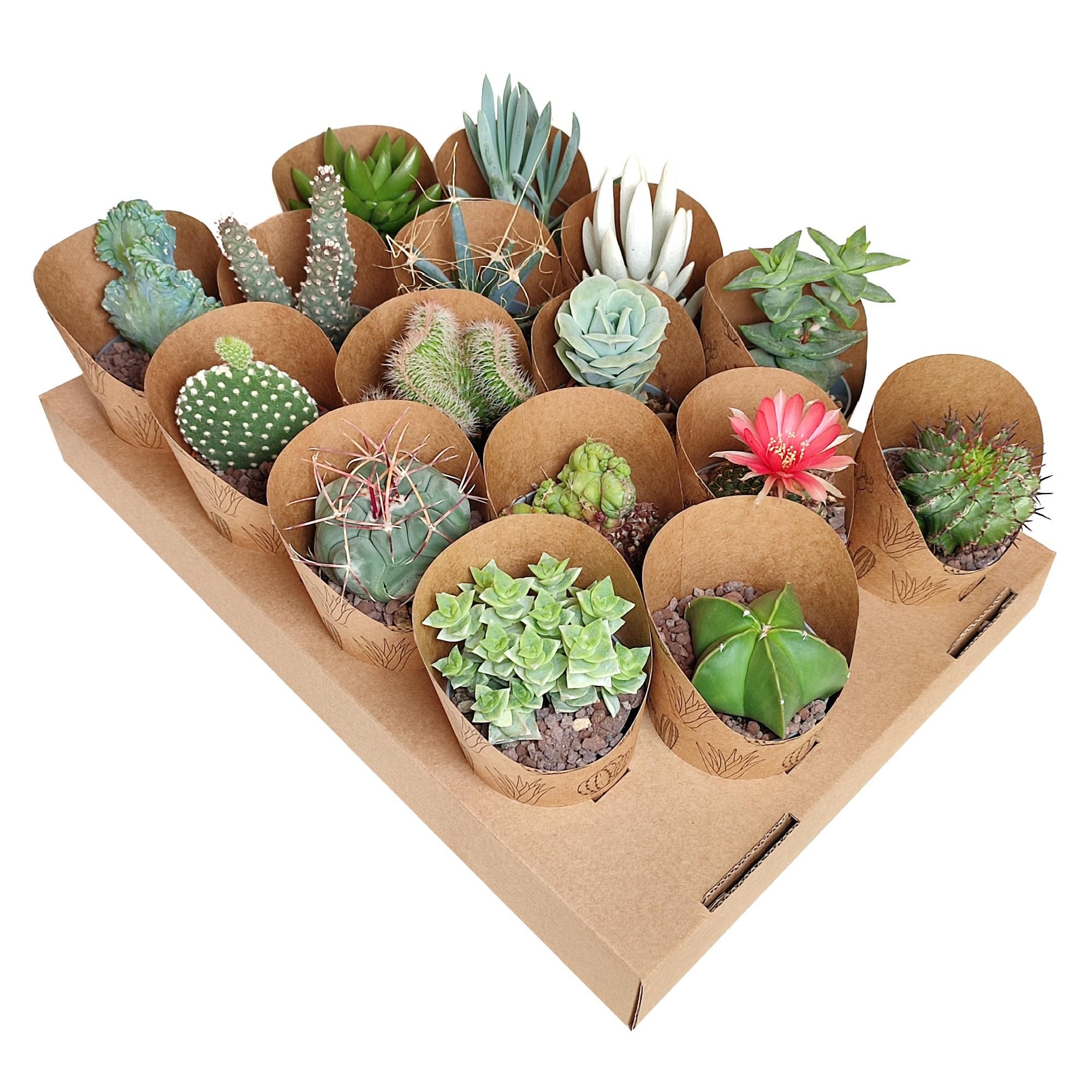 MIX CACTUS AND SUCCULENT IN CARDBOARD TRAY WITH POT COVER Ø 6,5 ECO-SUSTAINABLE 16 PCS (CACTUS EN SUCCULENTEN), D 6,5