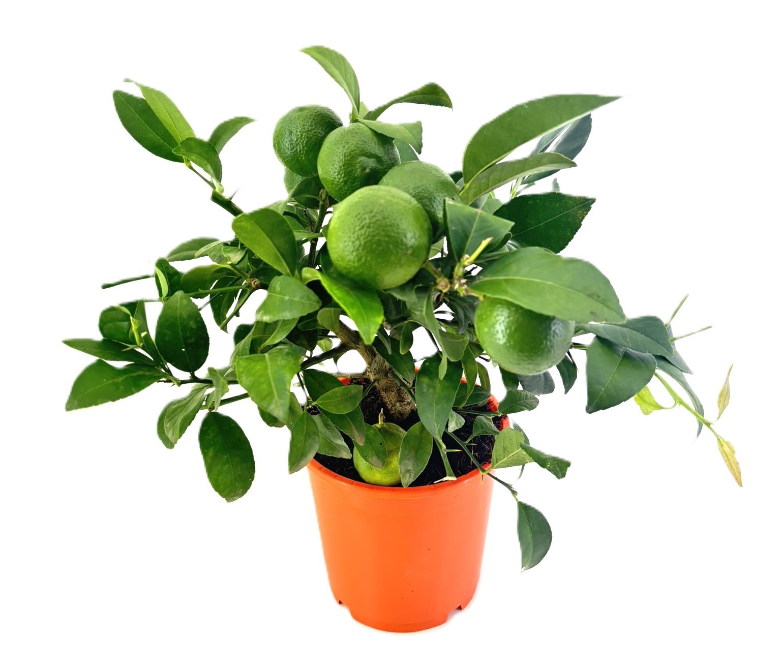 Citrus rangpur, D 14 cm