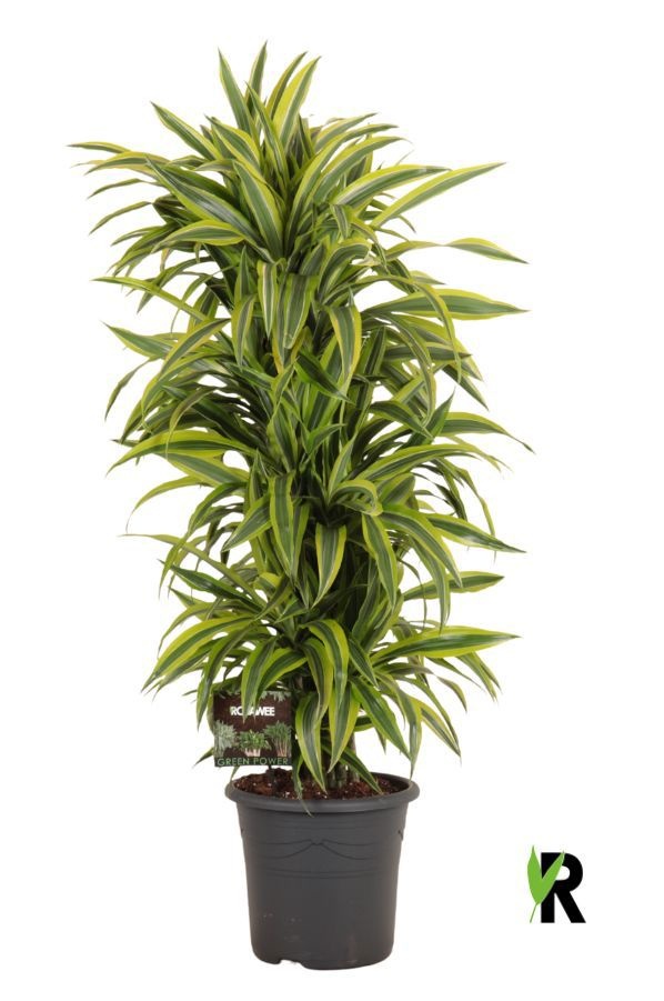 Dracaena fragr. Lemon Lime vertakt, D 32