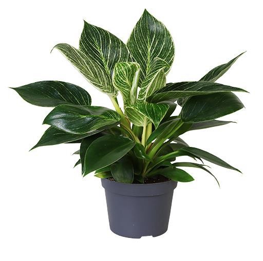 PHILODENDRON-HYBRID 'WHITE MEASURE', D 11 cm