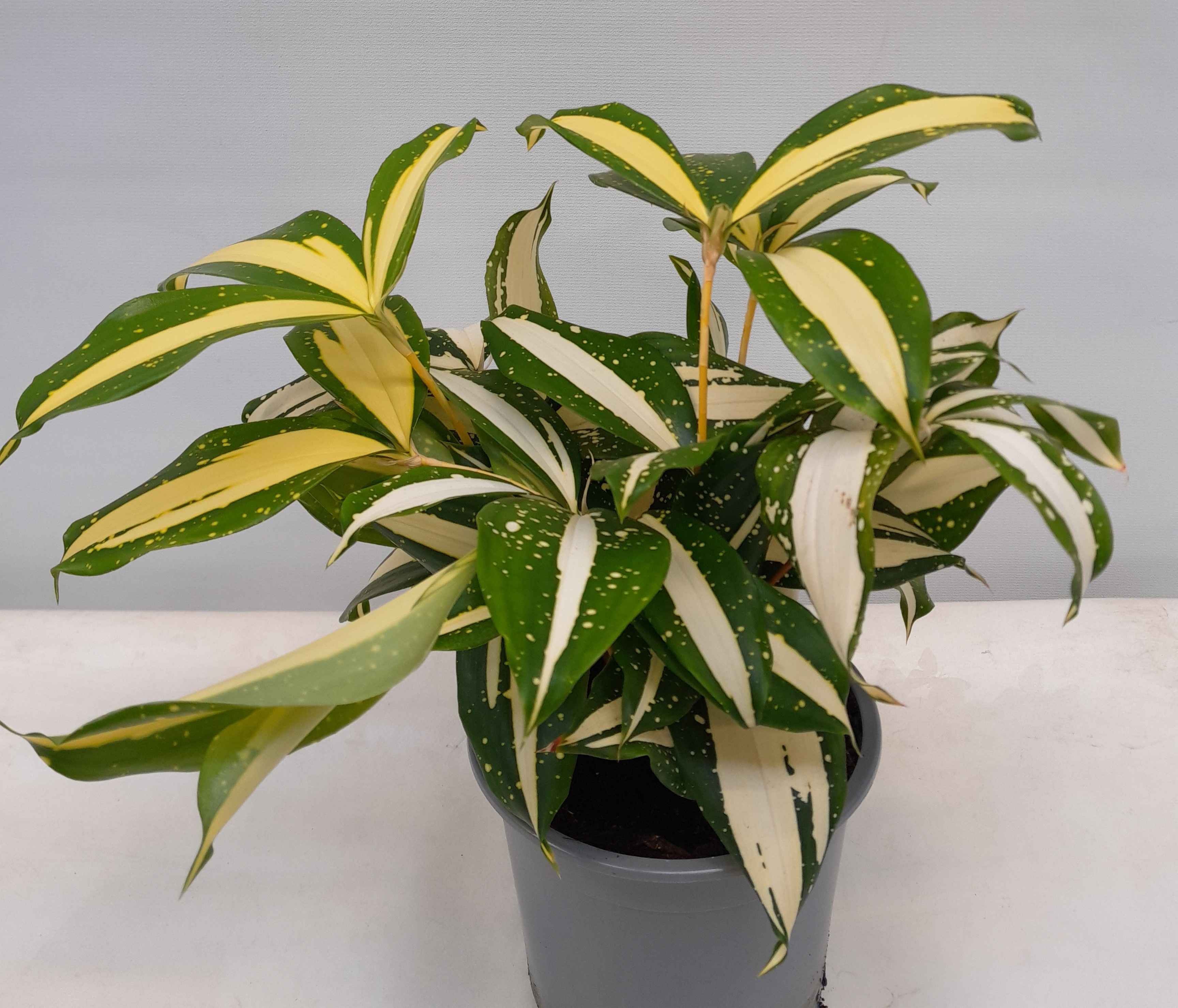 DRACAENA GODSEFFIANA 'Milky Way', D 12