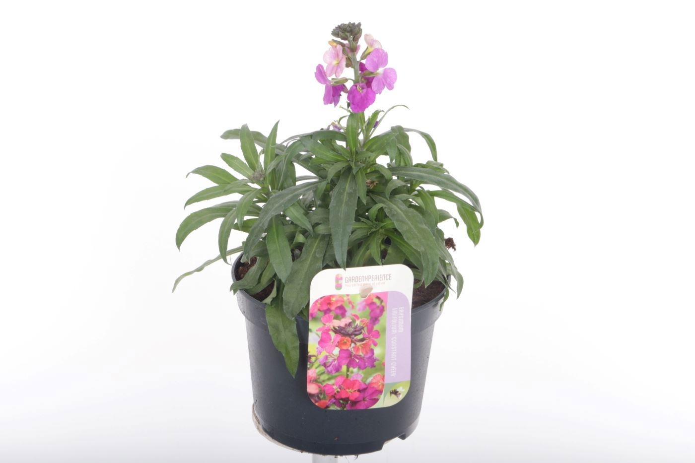 Erysimum Constant Cheer, D 13
