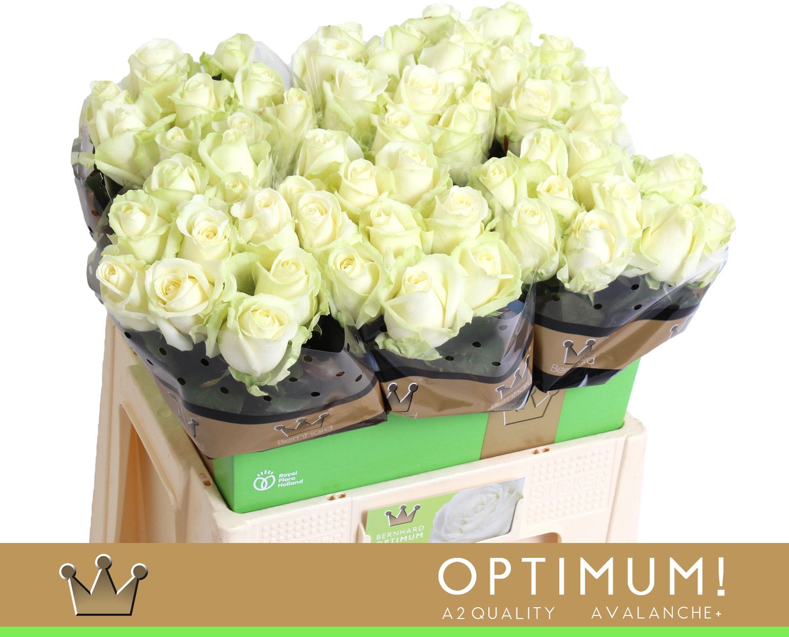 Роза од. Аваланш+ 60, шт.