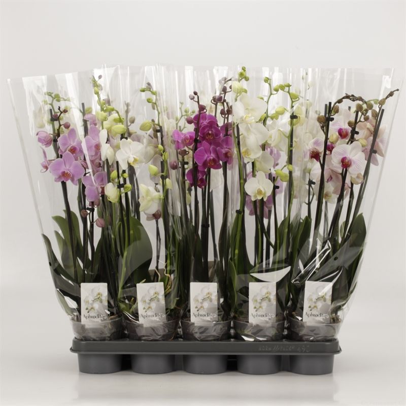 Phalaenopsis gemengd 5 tak gemengd, D 12