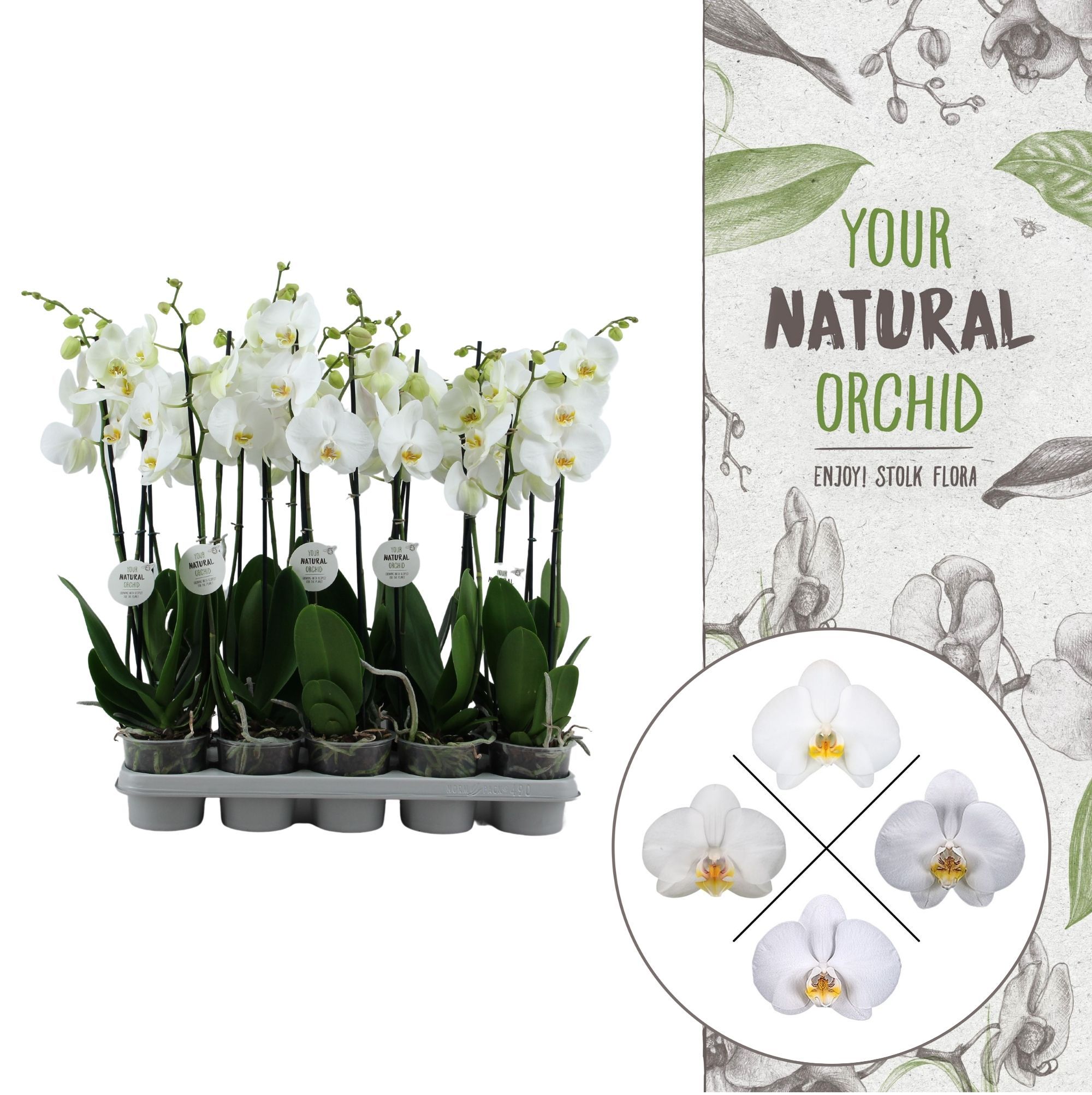 Your Natural Orchid | White 65cm | Phalaenopsis 2 spike, D 12