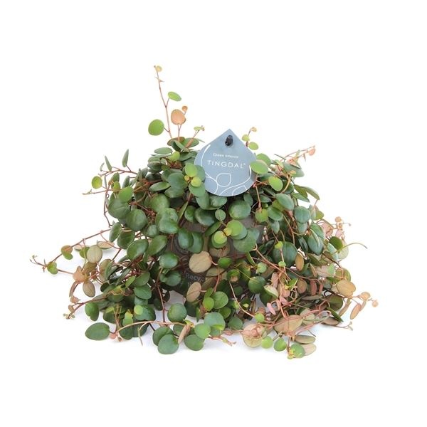 Peperomia Pepperspot 12 cm, D 12 cm