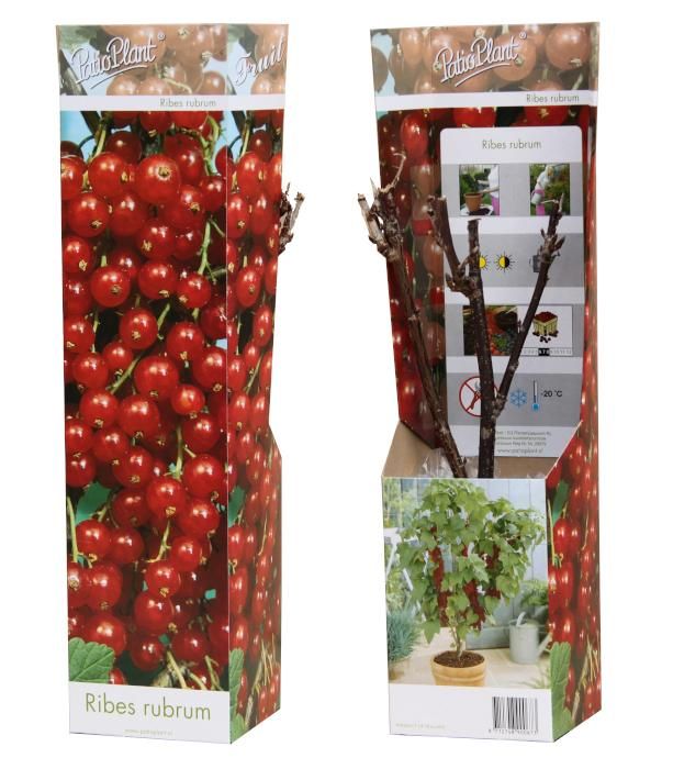 Ribes rubrum (Aalbes), D 9