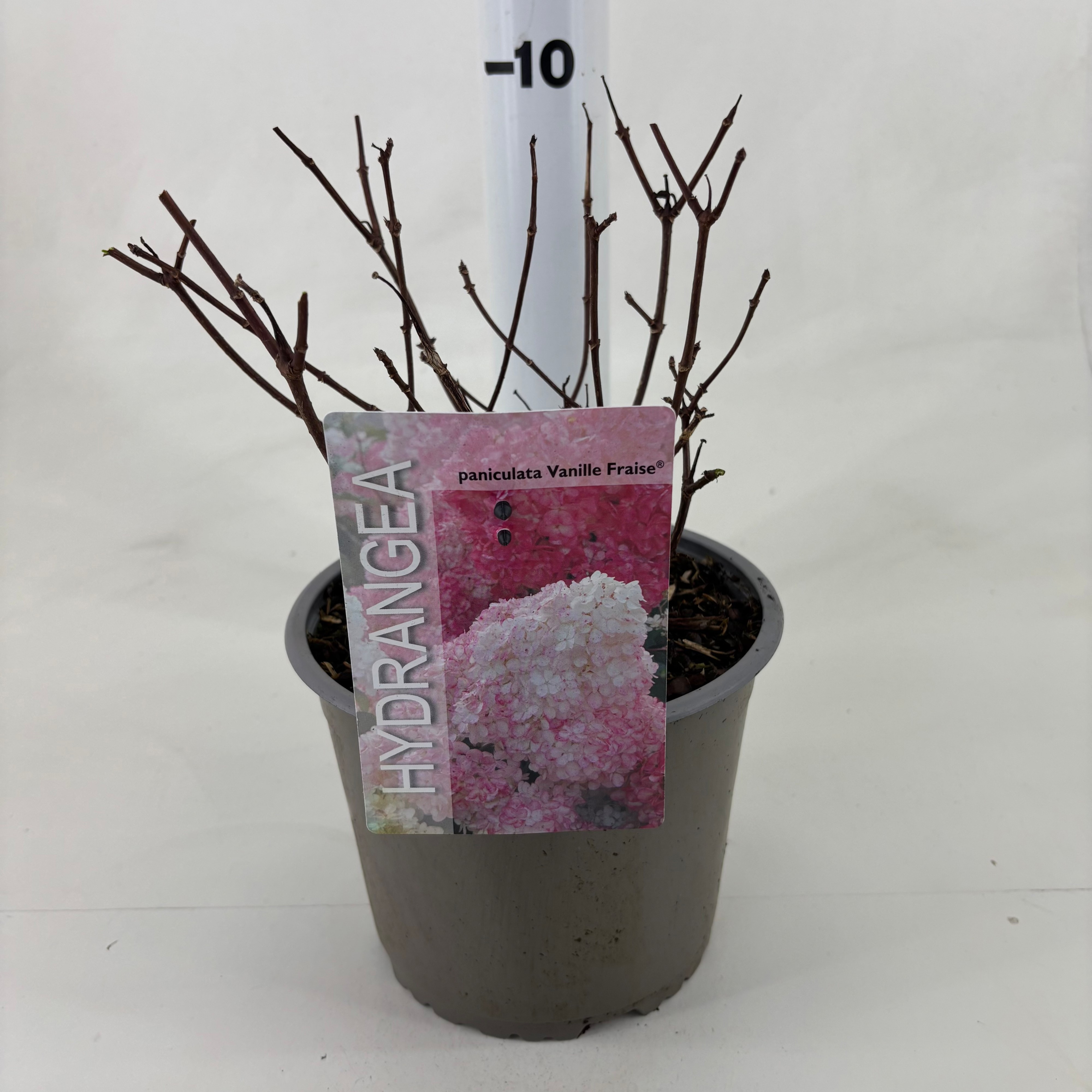 Hydrangea paniculata Vanille Fraise ® ('Renhy' PBR), D 19