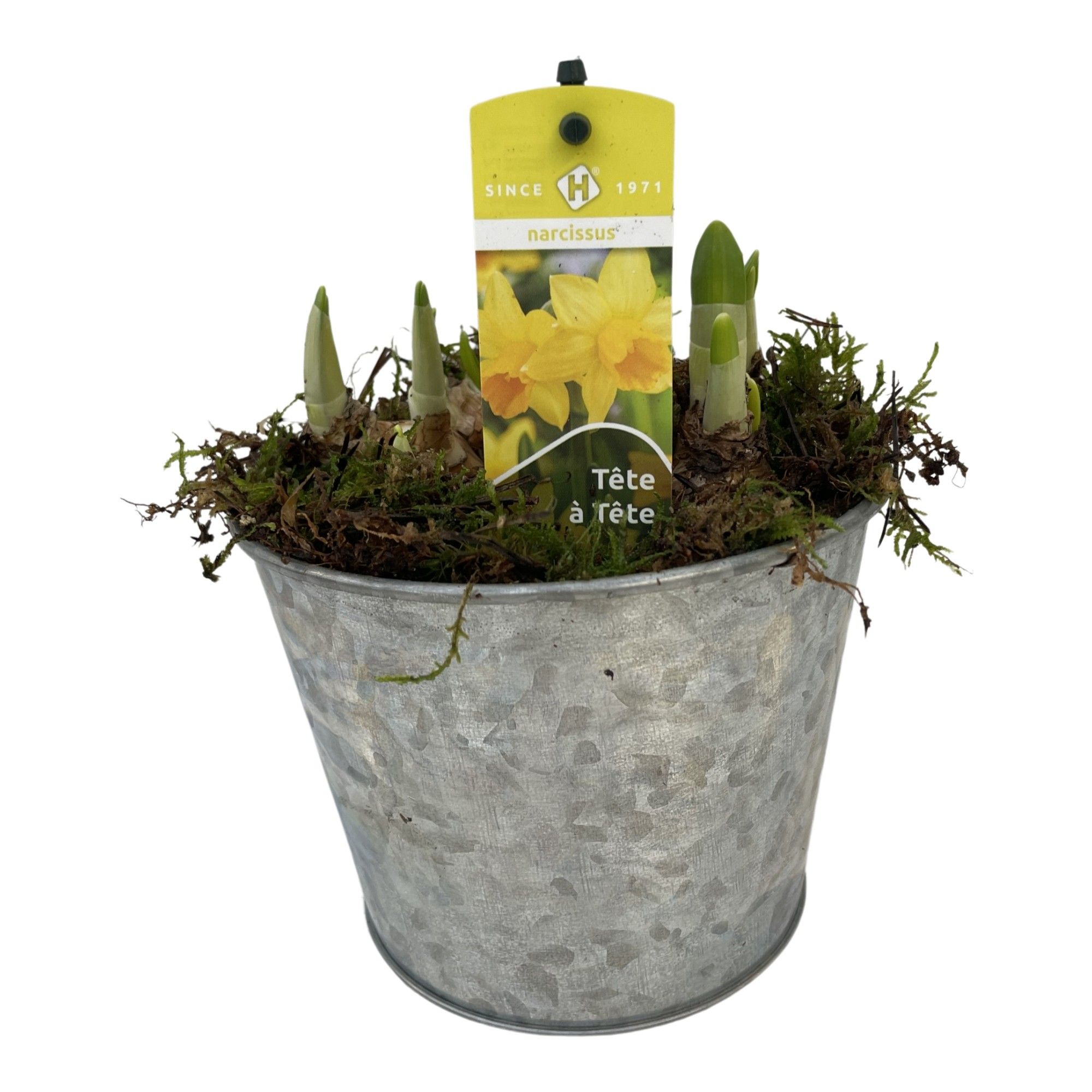 Zink pot Tete a Tete naturel, D 13