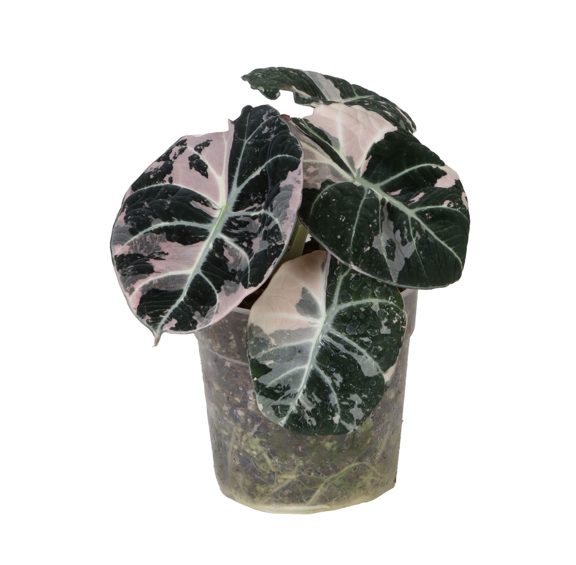Alocasia Black Velvet Pink Albo Variegated 12 cm, D 12 cm