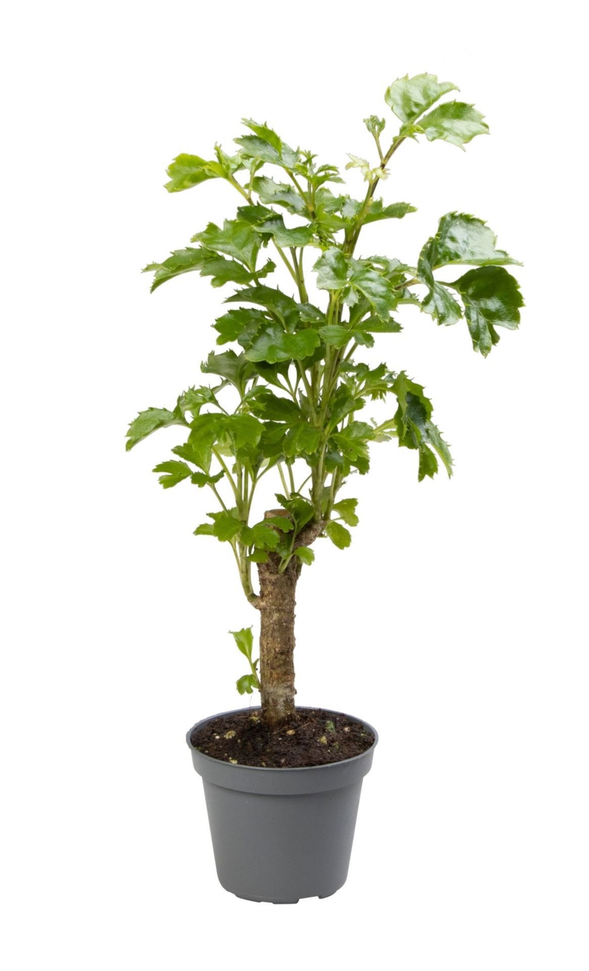 Polyscias Balfouriana Butterfly, D 6