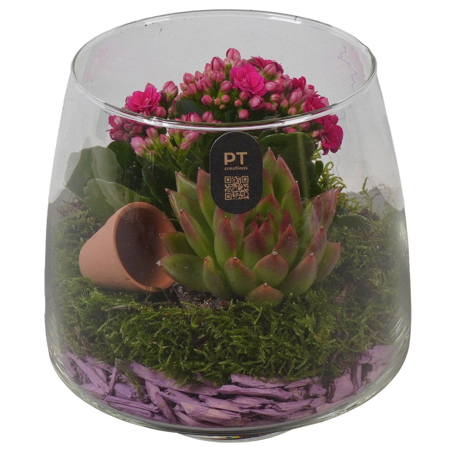 PTIG2692 Arrangement Indoor in glas schaal, D 14