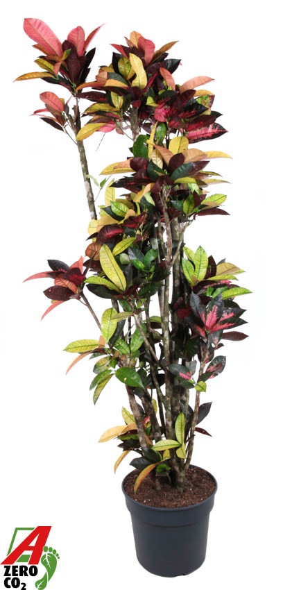 Codiaeum Mrs Iceton vertakt P40-180, D 40