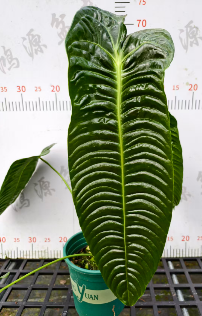 Антуриум 0.5 галлон Фламинго Кинг плант, лифс 50 км лонг 12 45