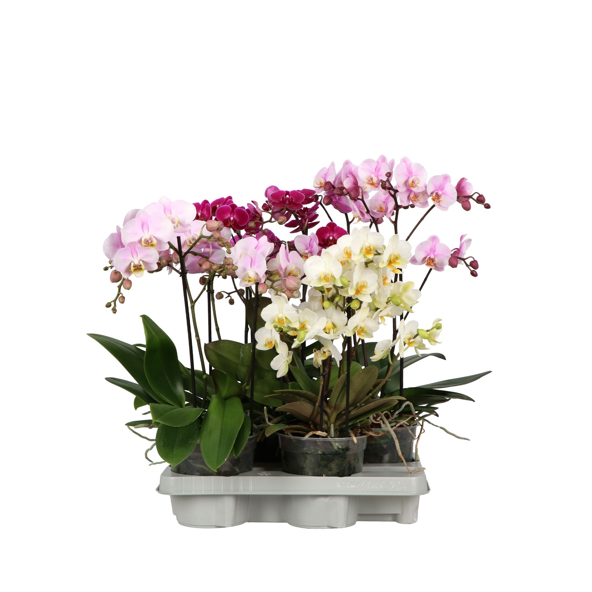 Flora P15 A2 Mix, D 15 cm