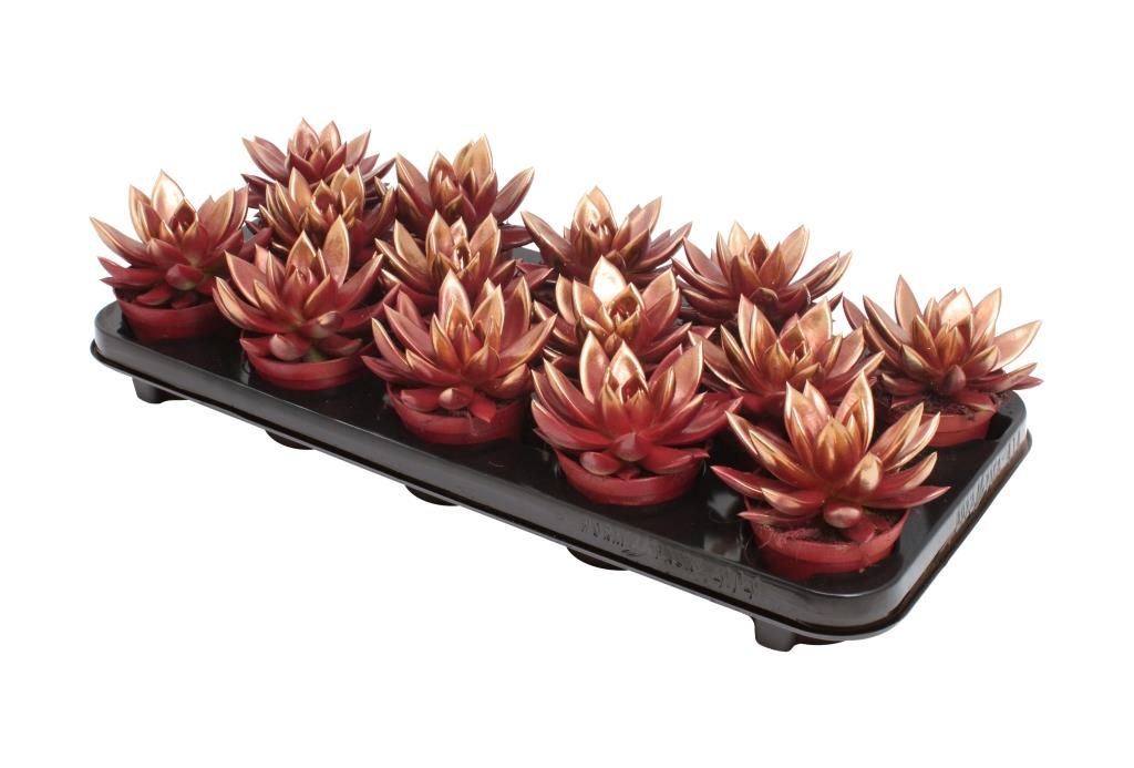 Miranda bicoloured red/bronze, D 8,5