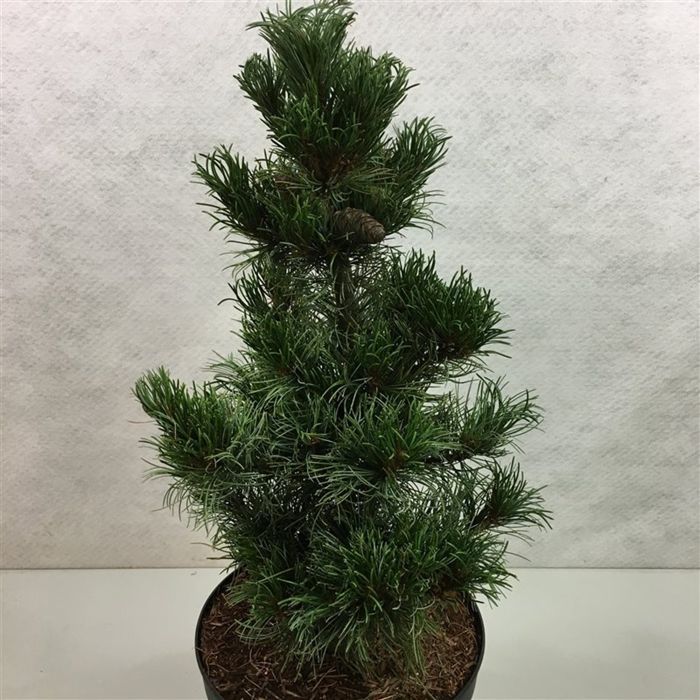 Pinus parviflora 'Bergman', D 26