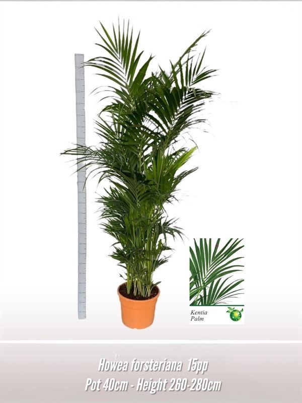 Howea forsteriana Jumbo, D 40