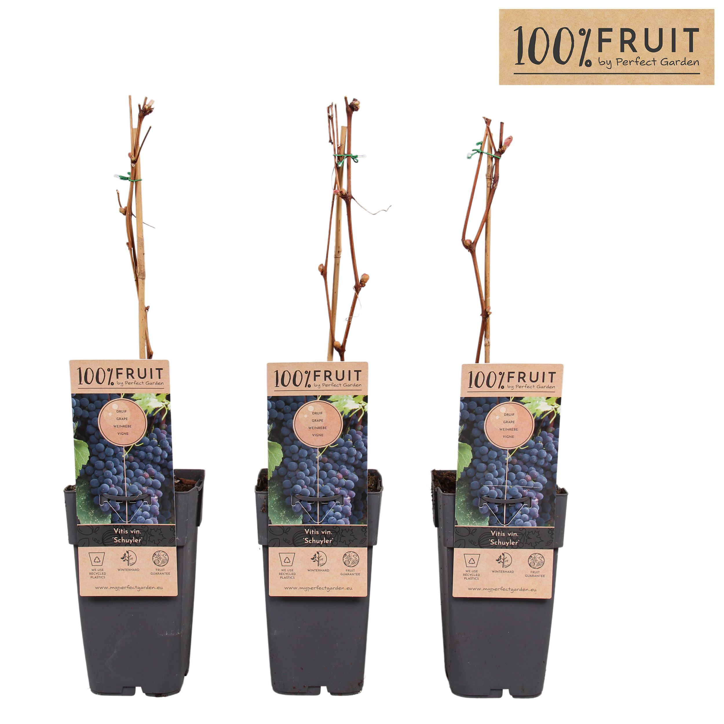 Vitis Schuyler P15, D 15