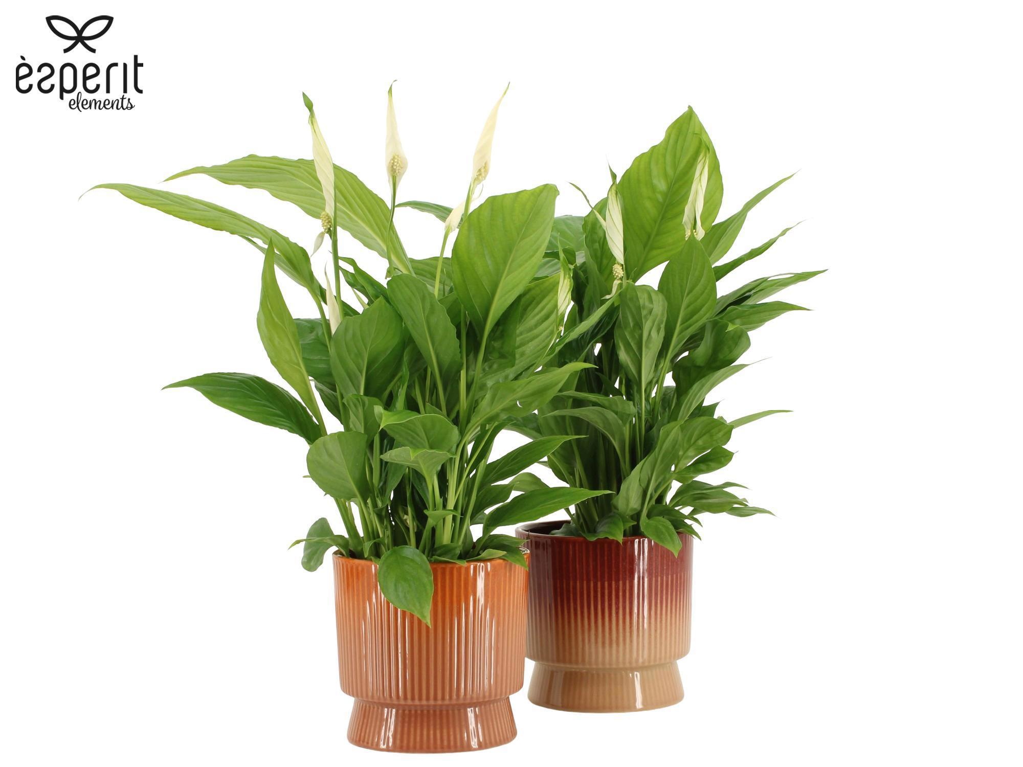 7504462: Solutionss Recreate, D 12