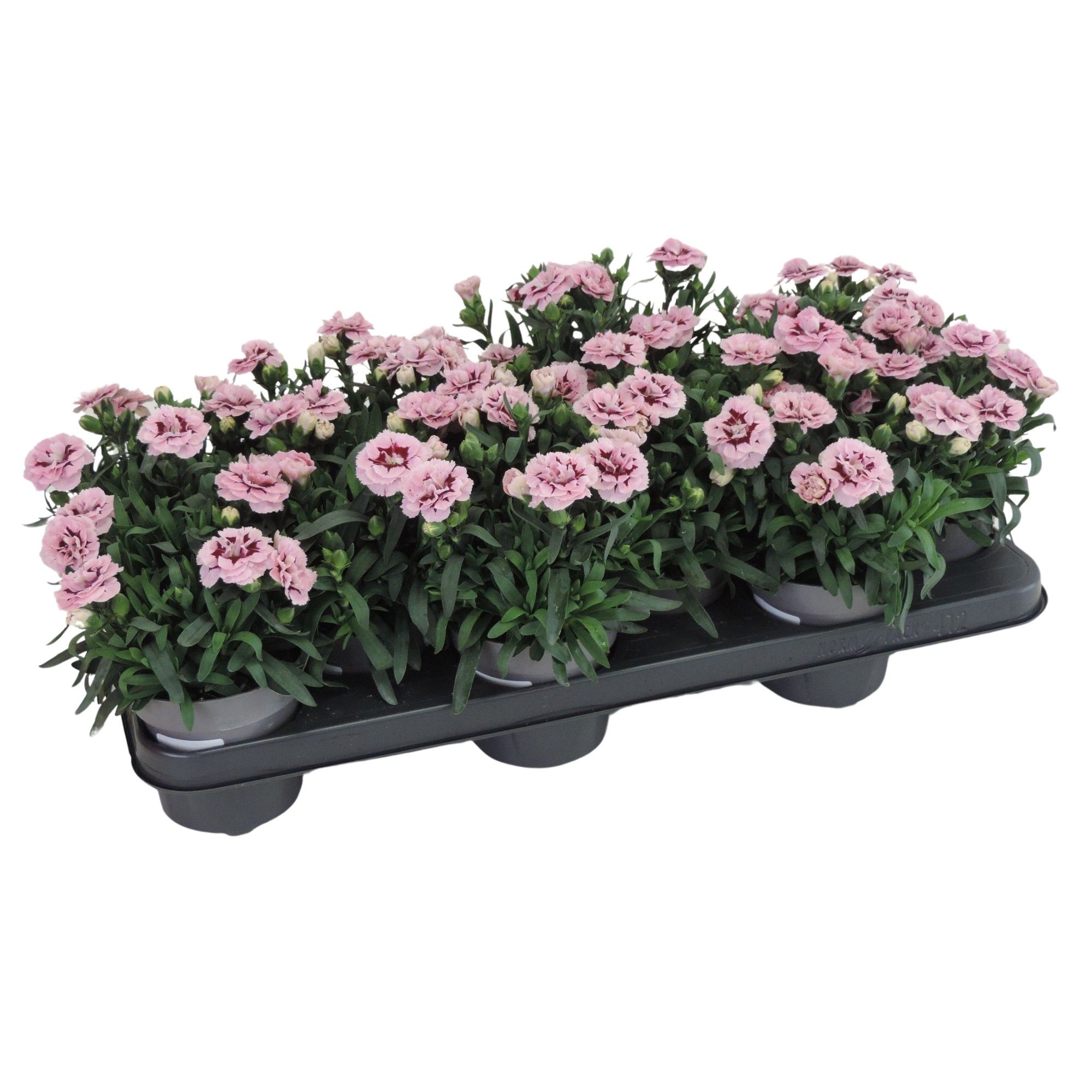 Dianthus Oscar Purple Star 10.5 cm, D 10,5