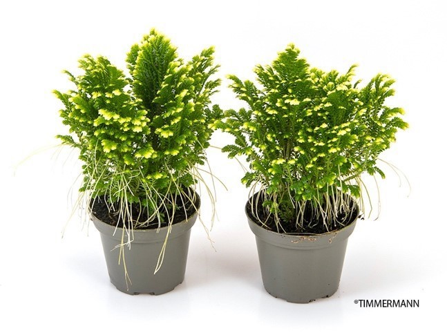 SELAGINELLA MARTENSII, D 8 cm