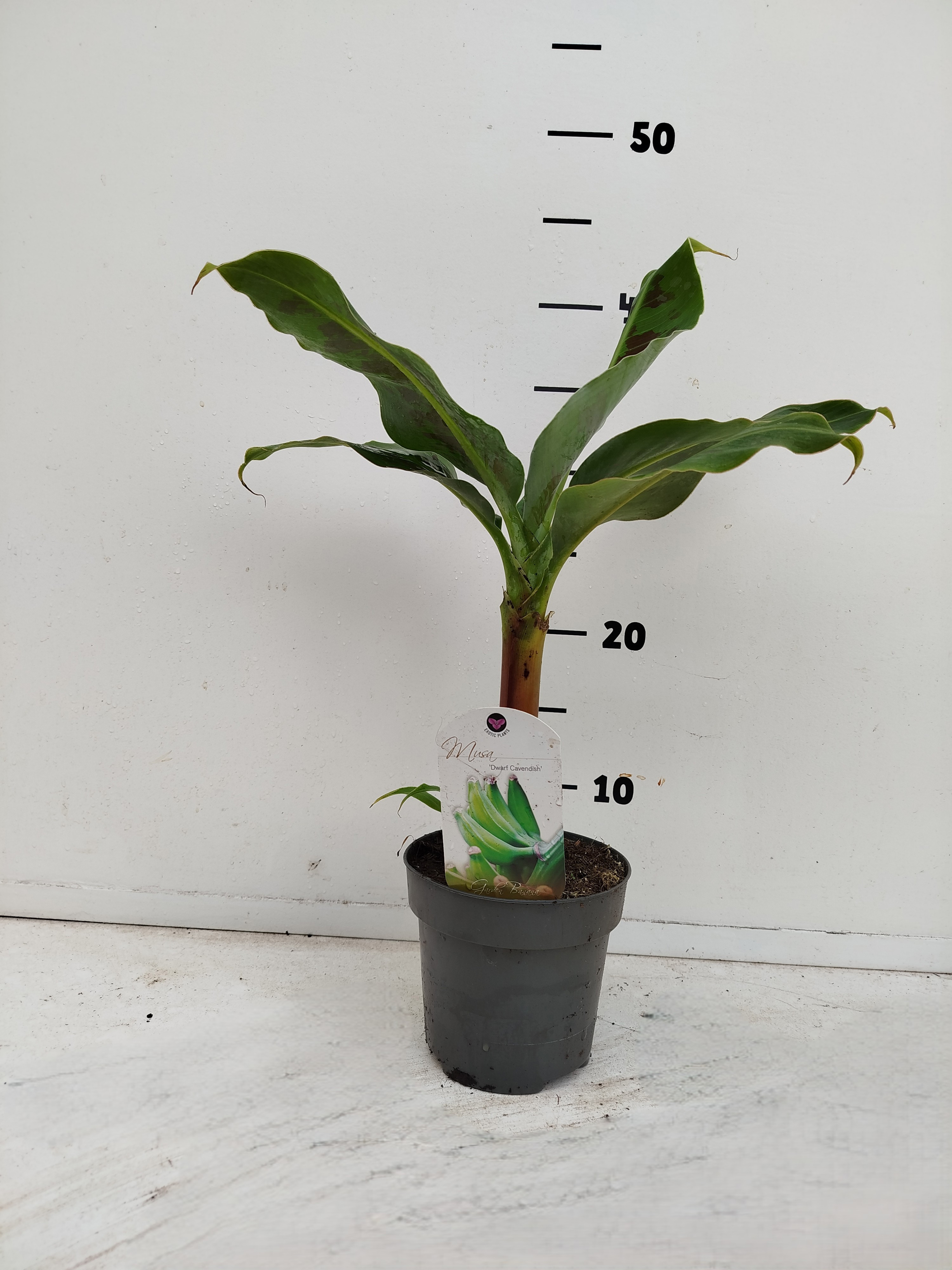 Musa Dwarf Cavendish, D 12